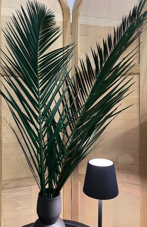 Palme de phoenix stabilisée – Image 2