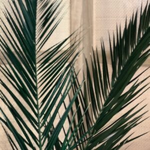 Palme de phoenix stabilisée