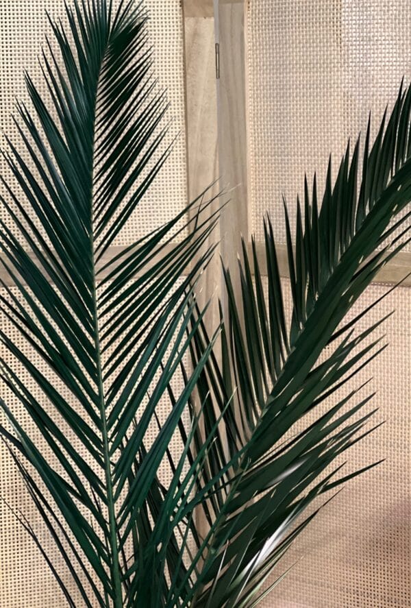 Palme de phoenix stabilisée – Image 4