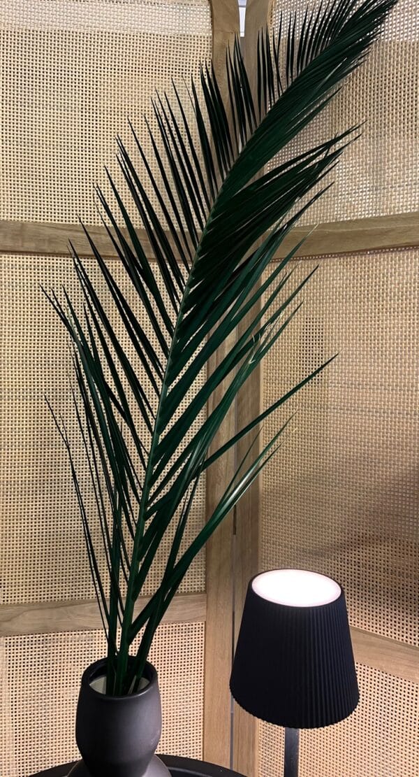 Palme de phoenix stabilisée – Image 5