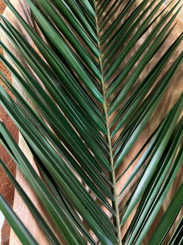 Palme de phoenix stabilisée – Image 6