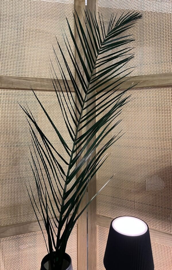 Palme de phoenix stabilisée – Image 7