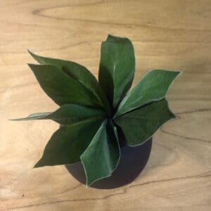 Posy feuille velvet stabilisé