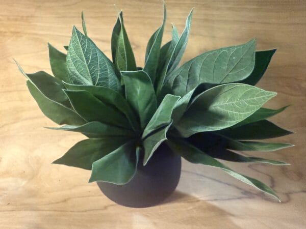 Posy feuille velvet stabilisé – Image 2