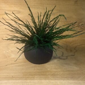 Posy tree fern stabilisé