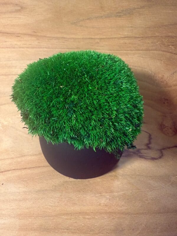 Mini mousse boule stabilisée