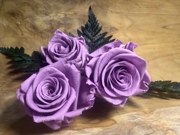 Rose stabilisée – Image 4