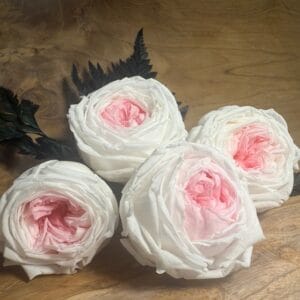 Rose anglaise stabilisée