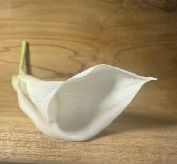 Calla stabilisé – Image 2