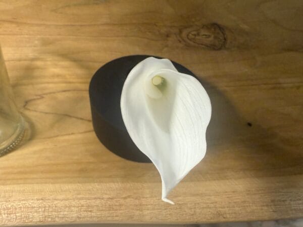 Calla stabilisé – Image 3