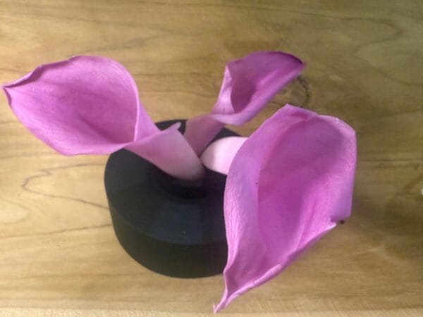 Calla stabilisé – Image 5