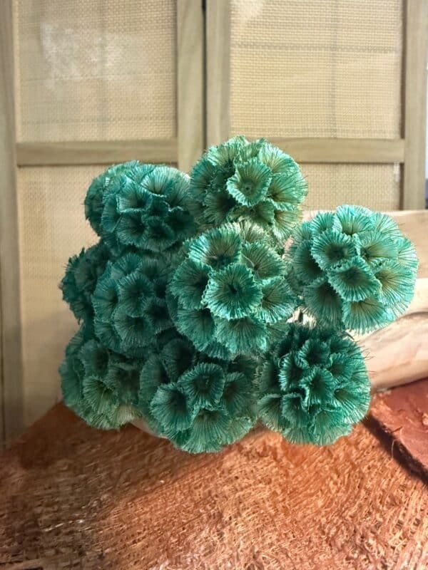 Scabiosa stabilisé – Image 3