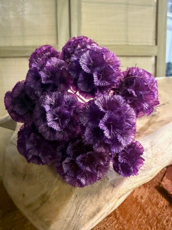 Scabiosa stabilisé – Image 4