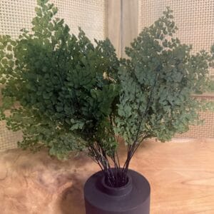 Fougère Luthi stabilisée