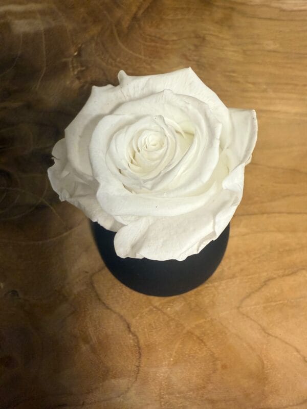 Rose stabilisée – Image 12
