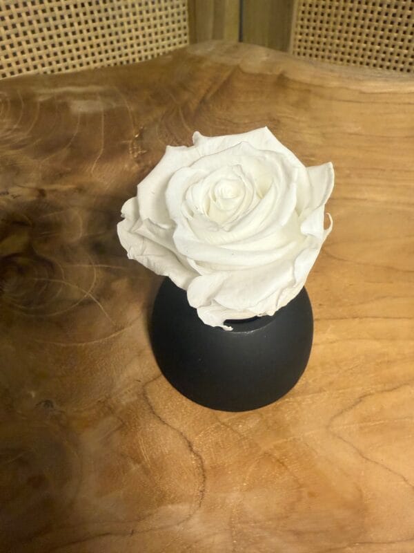 Rose stabilisée – Image 11