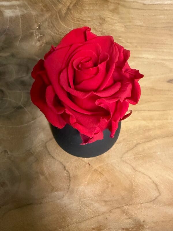 Rose stabilisée – Image 10