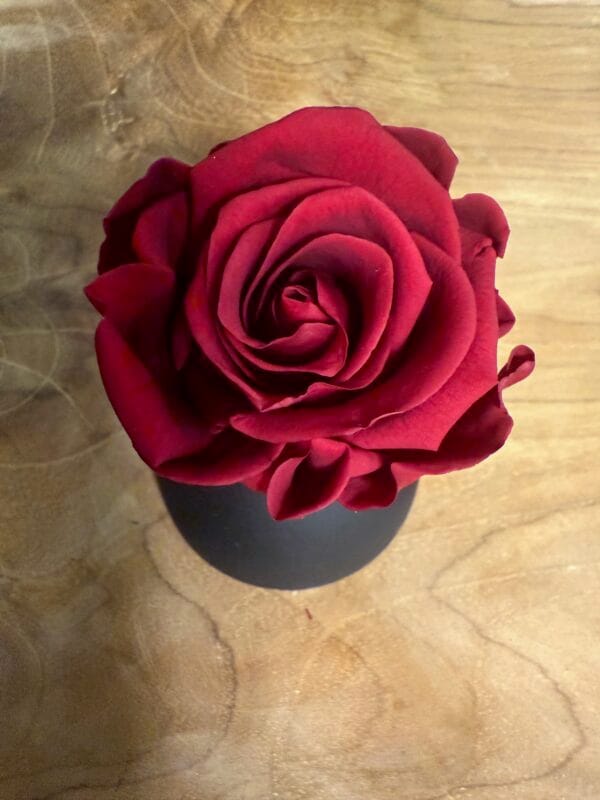 Rose stabilisée – Image 8