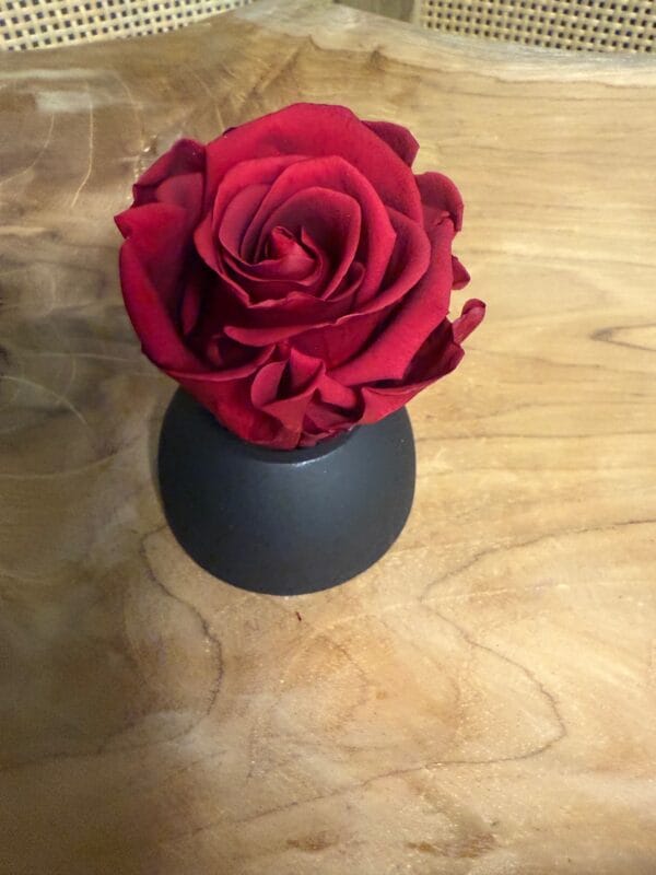 Rose stabilisée – Image 7