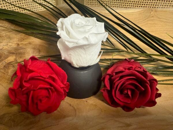 Rose stabilisée – Image 6
