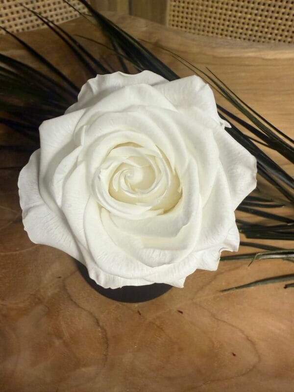 Rose stabilisée XL – Image 4