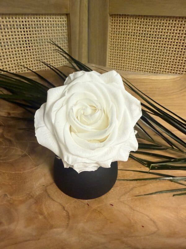 Rose stabilisée XL – Image 5