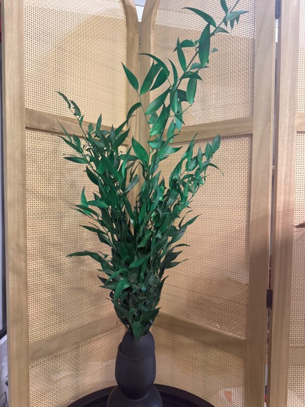 Ruscus stabilisé