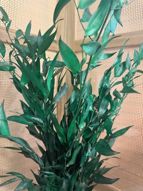 Ruscus stabilisé – Image 2