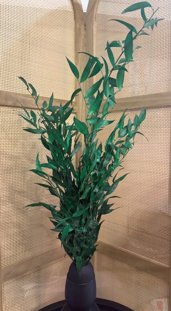 Ruscus stabilisé – Image 3