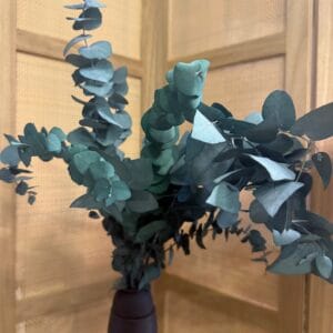 Eucalyptus cinerea stabilisé