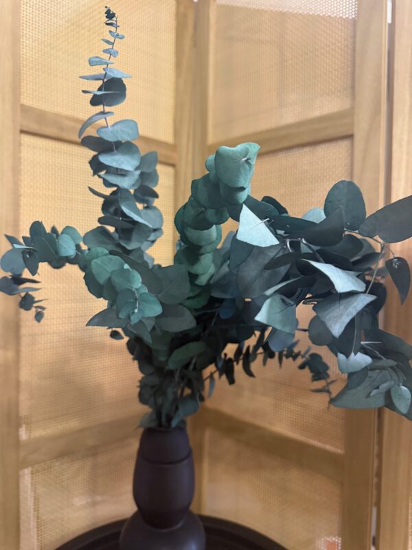 Eucalyptus cinerea stabilisé