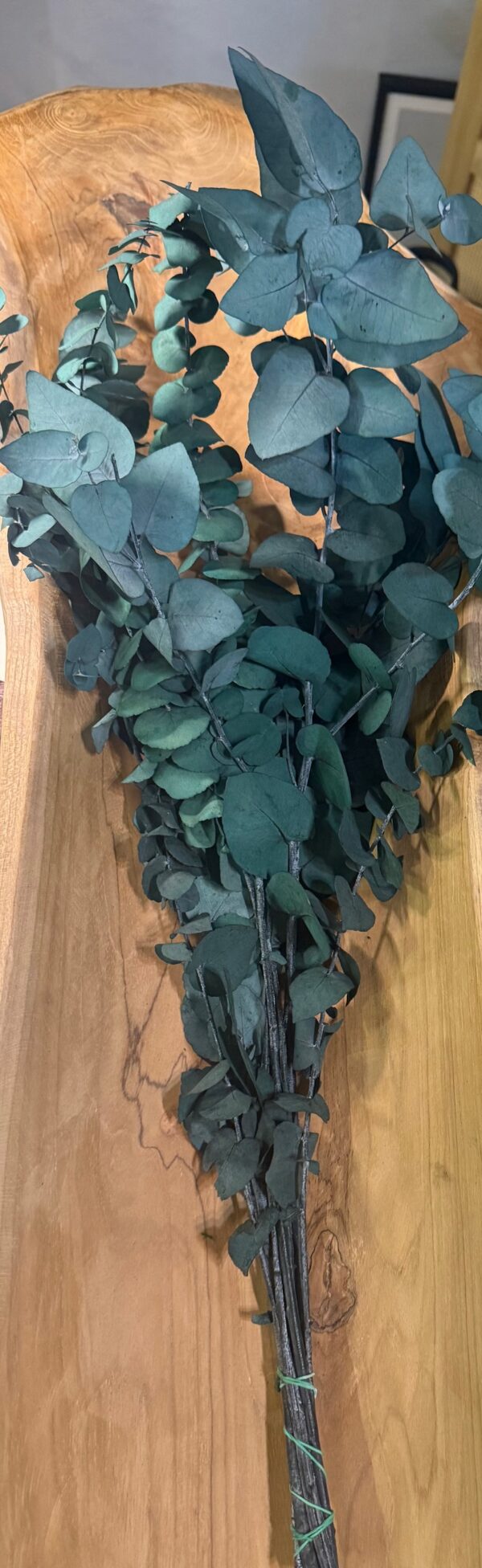 Eucalyptus cinerea stabilisé – Image 4