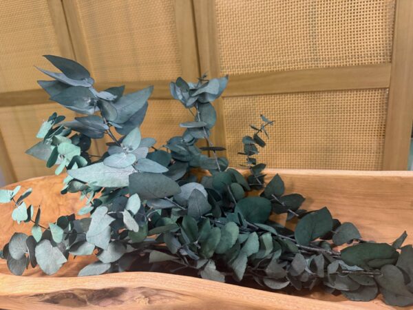 Eucalyptus cinerea stabilisé – Image 5